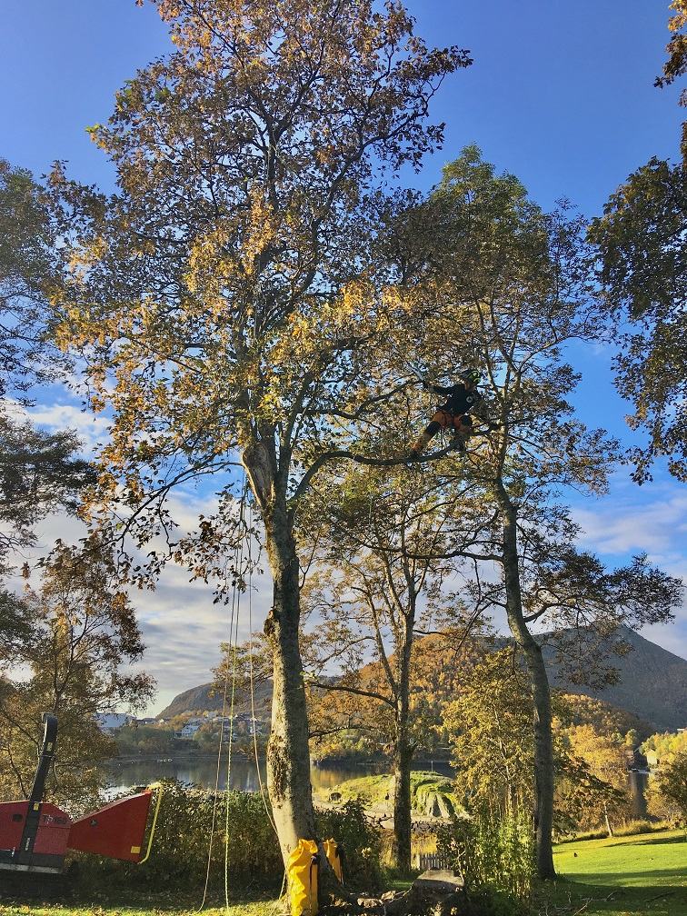 Klatrer høyt oppe i et løvtre over fjorden, med fjell bak