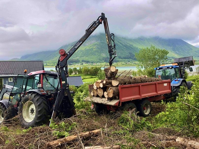 Traktor med kran laster kappede stokker på en henger, med Lofotfjell bak