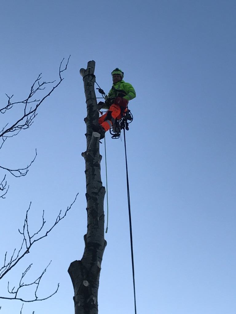 Klatrer i sele på en kappet stamme mot blå himmel
